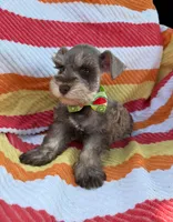 Liver pepper , a male Miniature Schnauzer for sale in Tallahassee, FL – Photo 3 of 3