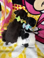Tcup male , a male Miniature Schnauzer for sale in Panama City Beach, FL – 4 of 6