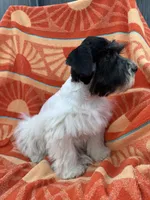 Black Parti boy, a male Miniature Schnauzer for sale in Panama City Beach, FL – 6 of 7