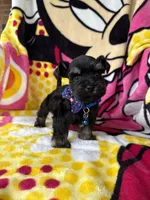 Toy size male , a male Miniature Schnauzer for sale in Panama City Beach, FL – 2 of 7