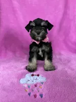 Reserved Toy female , a female Miniature Schnauzer for sale in Panama City Beach, FL – 3 of 6