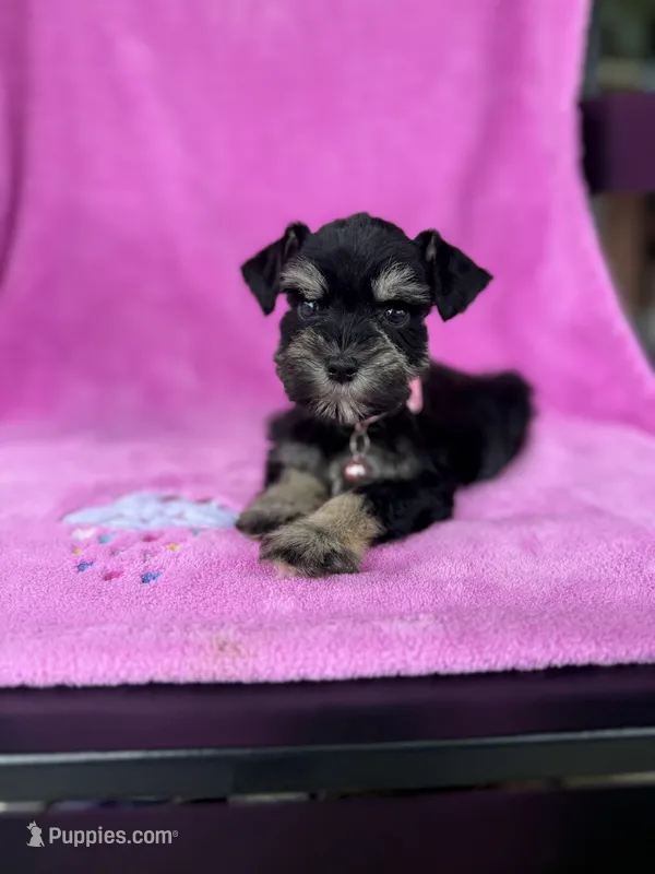 Toy female  – Miniature Schnauzer puppy for sale in Panama City Beach, FL