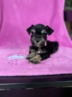Reserved Toy female , a female Miniature Schnauzer for sale in Panama City Beach, FL – 1 of 6