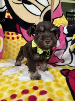 Reserved , a male Miniature Schnauzer for sale in Panama City Beach, FL – 4 of 5