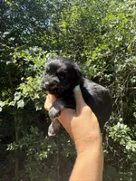 Tiny Toy female , a female Miniature Schnauzer for sale in Panama City Beach, FL – 3 of 3