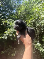 Tiny Toy female , a female Miniature Schnauzer for sale in Panama City Beach, FL – 2 of 3