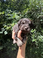 Chocolate male , a male Miniature Schnauzer for sale in Panama City Beach, FL – 4 of 4