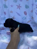 Toy male , a male Miniature Schnauzer for sale in Panama City Beach, FL – 2 of 3