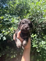 Chocolate male , a male Miniature Schnauzer for sale in Panama City Beach, FL – 1 of 4
