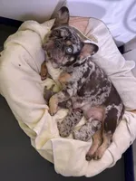 Chocolate Merle puppy , a male French Bulldog for sale in Panama City Beach, FL – Photo 1 of 2