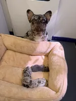 Chocolate Merle puppy , a male French Bulldog for sale in Panama City Beach, FL – Photo 2 of 2