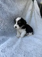 Tiny Toy size parti girl, a female Miniature Schnauzer for sale in Tallahassee, FL – Photo 1 of 5