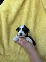 processed/0f9f69b4-494b-4f0e-bbae-b5f2bebe1307/listing/ef96388d-20ea-45ad-ba0e-1122aac9b9ab/4055991f-36d9-43d8-a1f6-21b5164f0480