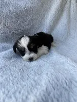 Tiny Toy size parti girl, a female Miniature Schnauzer for sale in Tallahassee, FL – Photo 5 of 5
