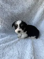 Tiny Toy size parti girl, a female Miniature Schnauzer for sale in Tallahassee, FL – Photo 3 of 5