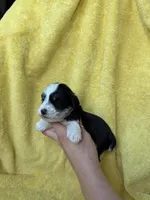 processed/0f9f69b4-494b-4f0e-bbae-b5f2bebe1307/listing/ef96388d-20ea-45ad-ba0e-1122aac9b9ab/85fc82e3-3192-4adf-a94d-d9c743ca8f4b