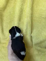 processed/0f9f69b4-494b-4f0e-bbae-b5f2bebe1307/listing/ef96388d-20ea-45ad-ba0e-1122aac9b9ab/9ff69cdb-e567-4fde-891d-e8821182e65e