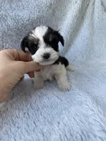 Tiny Toy size parti girl, a female Miniature Schnauzer for sale in Tallahassee, FL – Photo 2 of 5