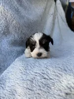Tiny Toy size parti girl, a female Miniature Schnauzer for sale in Tallahassee, FL – Photo 4 of 5