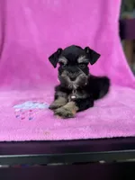 Reserved Toy female , a female Miniature Schnauzer for sale in Panama City Beach, FL – 4 of 6