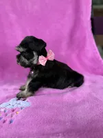 Reserved Toy female , a female Miniature Schnauzer for sale in Panama City Beach, FL – 5 of 6