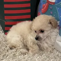 Lily, a female Poodle - Toy  for sale in Pilot Point, TX – Photo 2 of 3