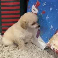 Lily, a female Poodle - Toy  for sale in Pilot Point, TX – Photo 1 of 3