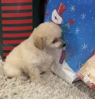 Lily, a female Poodle - Toy  for sale in Pilot Point, TX – Photo 1 of 3