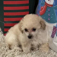 Lily, a female Poodle - Toy  for sale in Pilot Point, TX – Photo 3 of 3