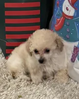 Lily, a female Poodle - Toy  for sale in Pilot Point, TX – Photo 3 of 3