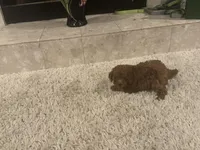 Olivia, a female Poodle - Toy  for sale in Pilot Point, TX – Photo 8 of 8