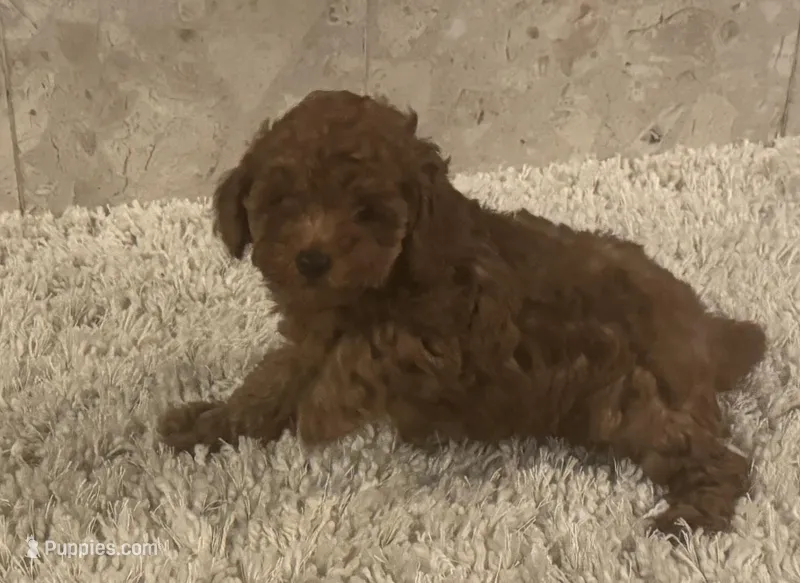 Olivia, a female Poodle - Toy  for sale in Pilot Point, TX – Photo 1 of 8