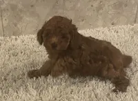 Olivia, a female Poodle - Toy  for sale in Pilot Point, TX – Photo 1 of 8