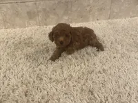 Olivia, a female Poodle - Toy  for sale in Pilot Point, TX – Photo 7 of 8