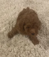 Olivia, a female Poodle - Toy  for sale in Pilot Point, TX – Photo 5 of 8