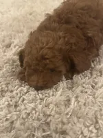 Olivia, a female Poodle - Toy  for sale in Pilot Point, TX – Photo 6 of 8