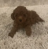 Olivia, a female Poodle - Toy  for sale in Pilot Point, TX – Photo 2 of 8