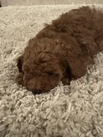 Olivia, a female Poodle - Toy  for sale in Pilot Point, TX – Photo 3 of 8