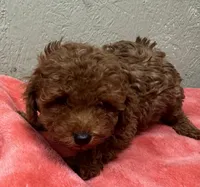 Oscar, a male Poodle - Toy  for sale in Pilot Point, TX – Photo 4 of 4