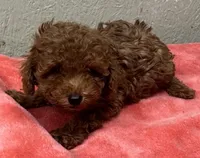Oscar, a male Poodle - Toy  for sale in Pilot Point, TX – Photo 2 of 4