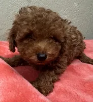 Oscar, a male Poodle - Toy  for sale in Pilot Point, TX – Photo 3 of 4