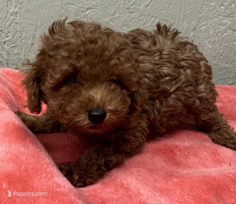Oscar – Poodle - Toy  puppy for sale in Pilot Point, TX