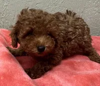 Oscar, a male Poodle - Toy  for sale in Pilot Point, TX – Photo 1 of 4