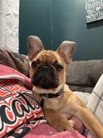Barkley , a male French Bulldog for sale in Falmouth, KY – Photo 3 of 3