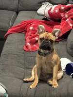 Barkley , a male French Bulldog for sale in Falmouth, KY – Photo 2 of 3