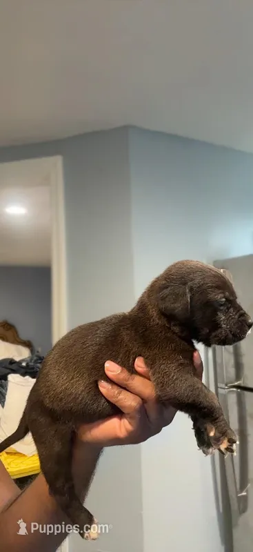 Maze – Cane Corso puppy for sale in Middletown, NY