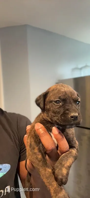 Rocco – Cane Corso puppy for sale in Middletown, NY