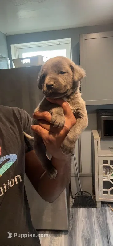 Chrome – Cane Corso puppy for sale in Middletown, NY