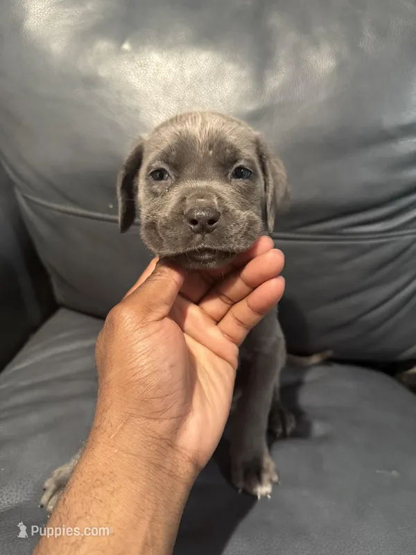 Chrome – Cane Corso puppy for sale in Middletown, NY