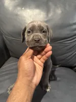 Chrome, a male Cane Corso for sale in Middletown, NY – Photo 1 of 4